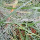  Spinnennetz mit Tau 