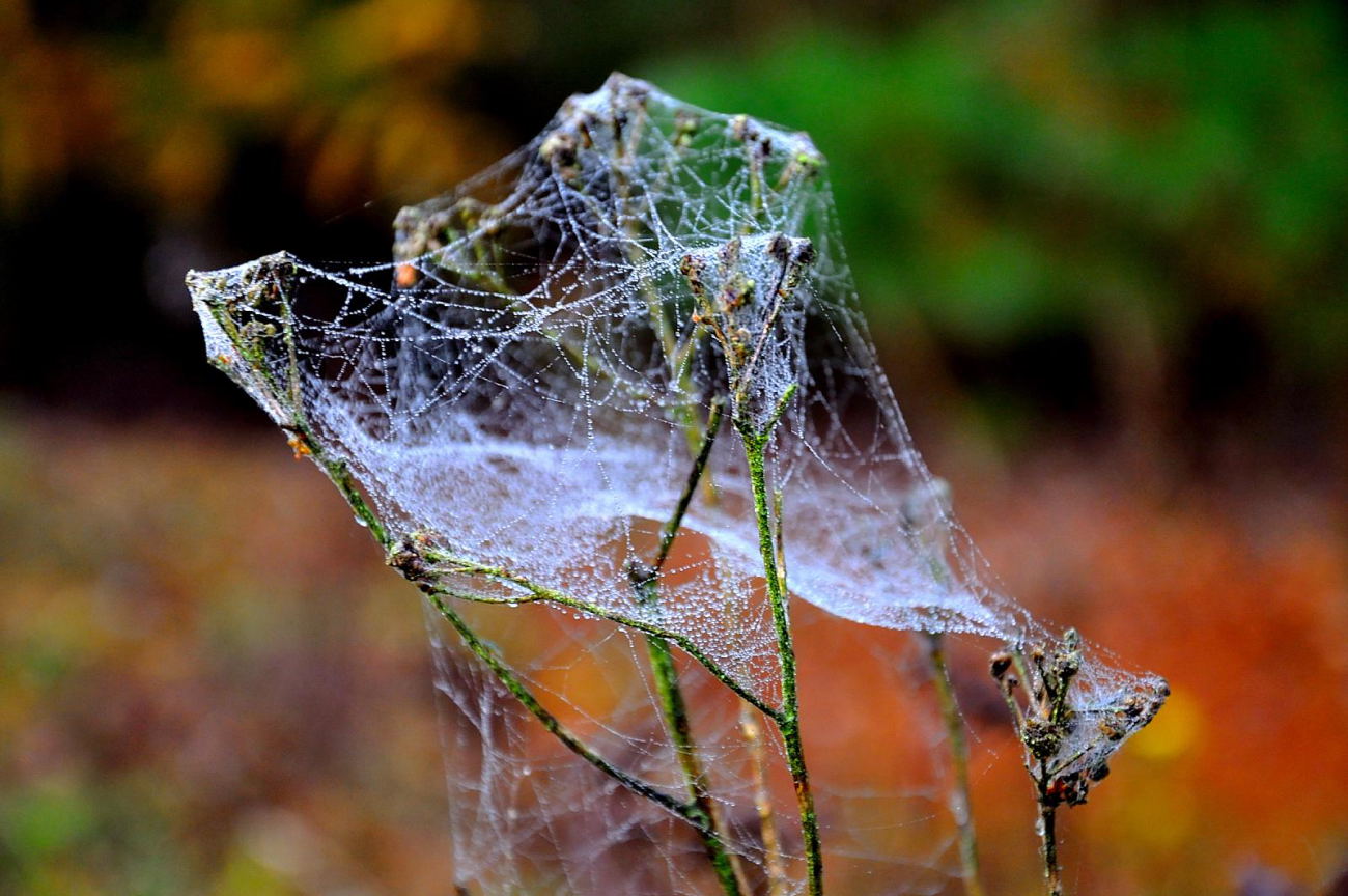 Spinnennetz mit Tau