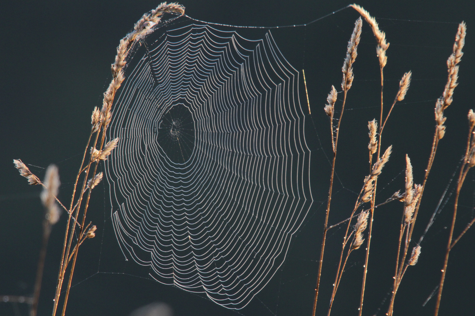 Spinnennetz mit Tau IMG_0369