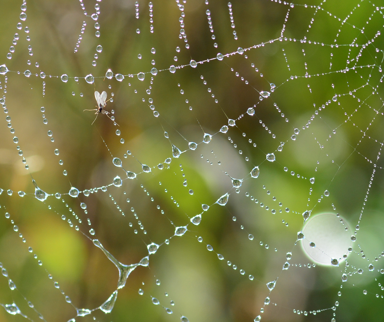 spinnennetz mit tau und fliege