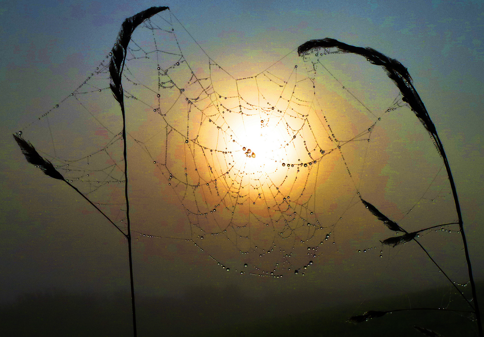 Spinnennetz mit Tau vor aufgehender Sonne