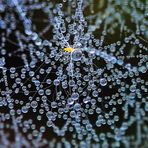 Spinnennetz mit Tauperlen