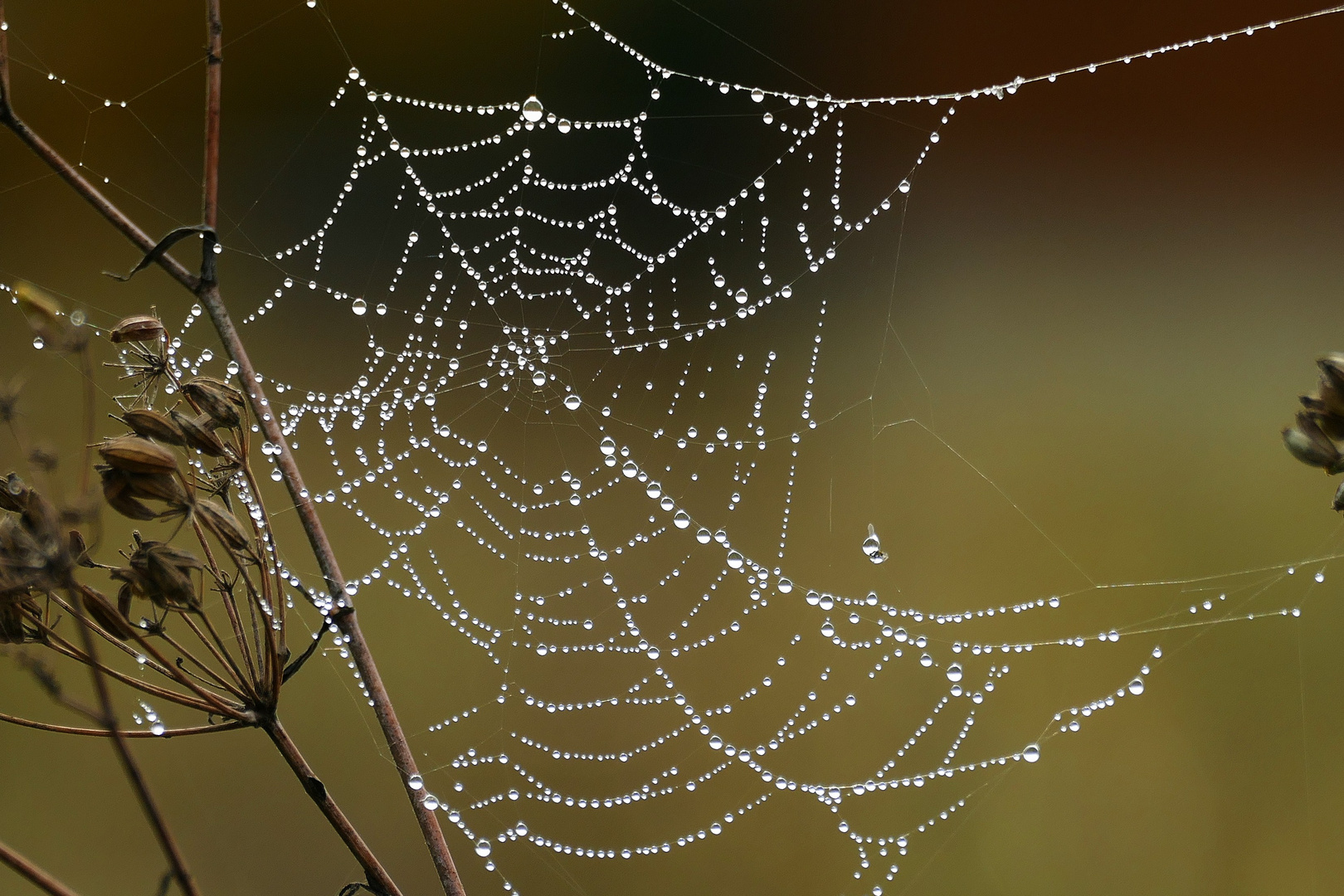 Spinnennetz mit Tautropfen