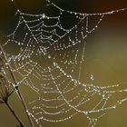 Spinnennetz mit Tautropfen