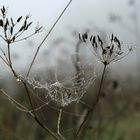 Spinnennetz mit Tautropfen