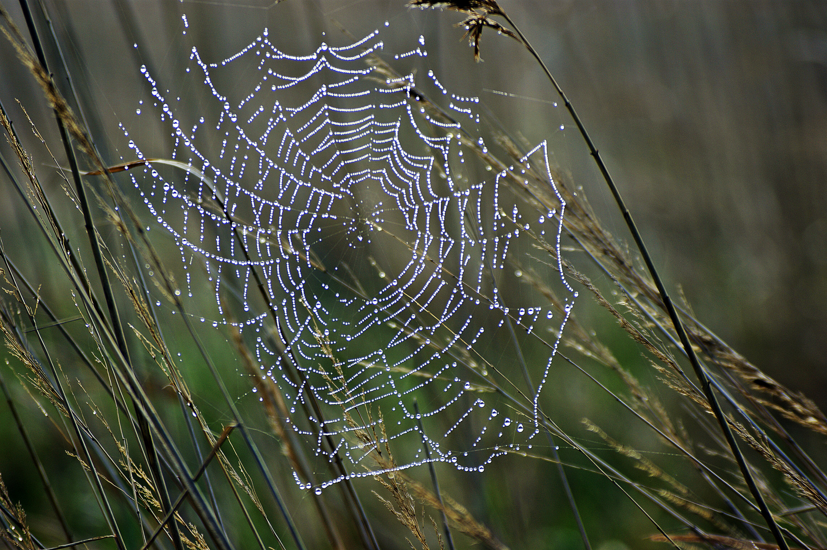 Spinnennetz mit Tautropfen