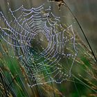 Spinnennetz mit Tautropfen