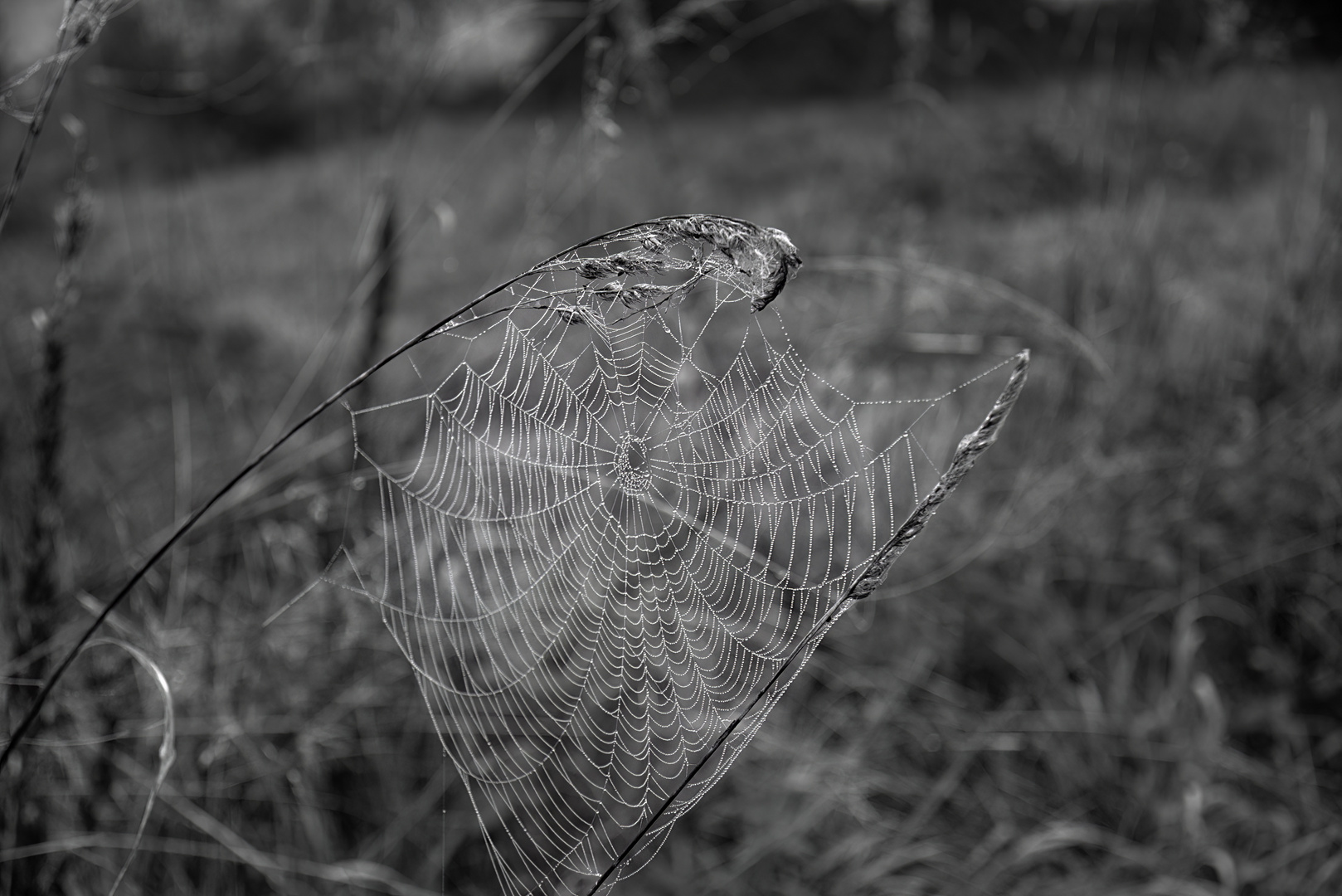 Spinnennetz mit Tautropfen am Morgen