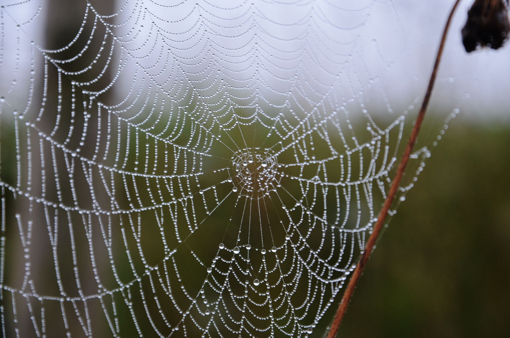 Spinnennetz mit Tautropfen Foto &amp; Bild | jahreszeiten, herbst, nebel ...