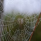 Spinnennetz mit Tautropfen