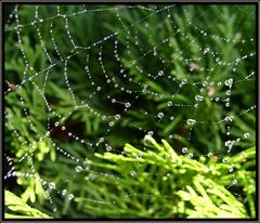 Spinnennetz mit Tautropfen