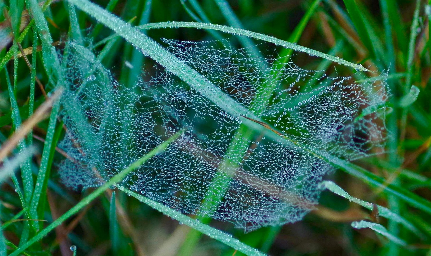 Spinnennetz mit Tautropfen