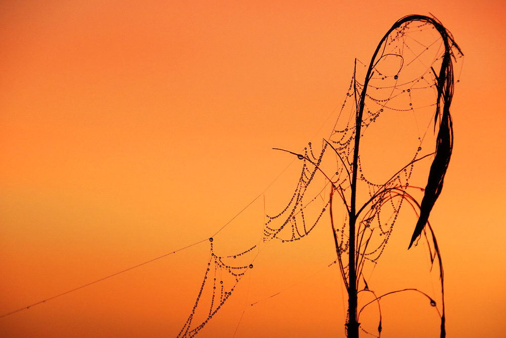 Spinnennetz mit Tautropfen vor Sonnenaufgang