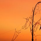 Spinnennetz mit Tautropfen vor Sonnenaufgang