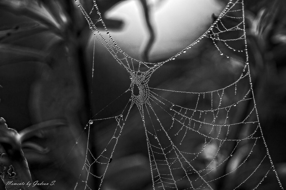 Spinnennetz mit Tropfen