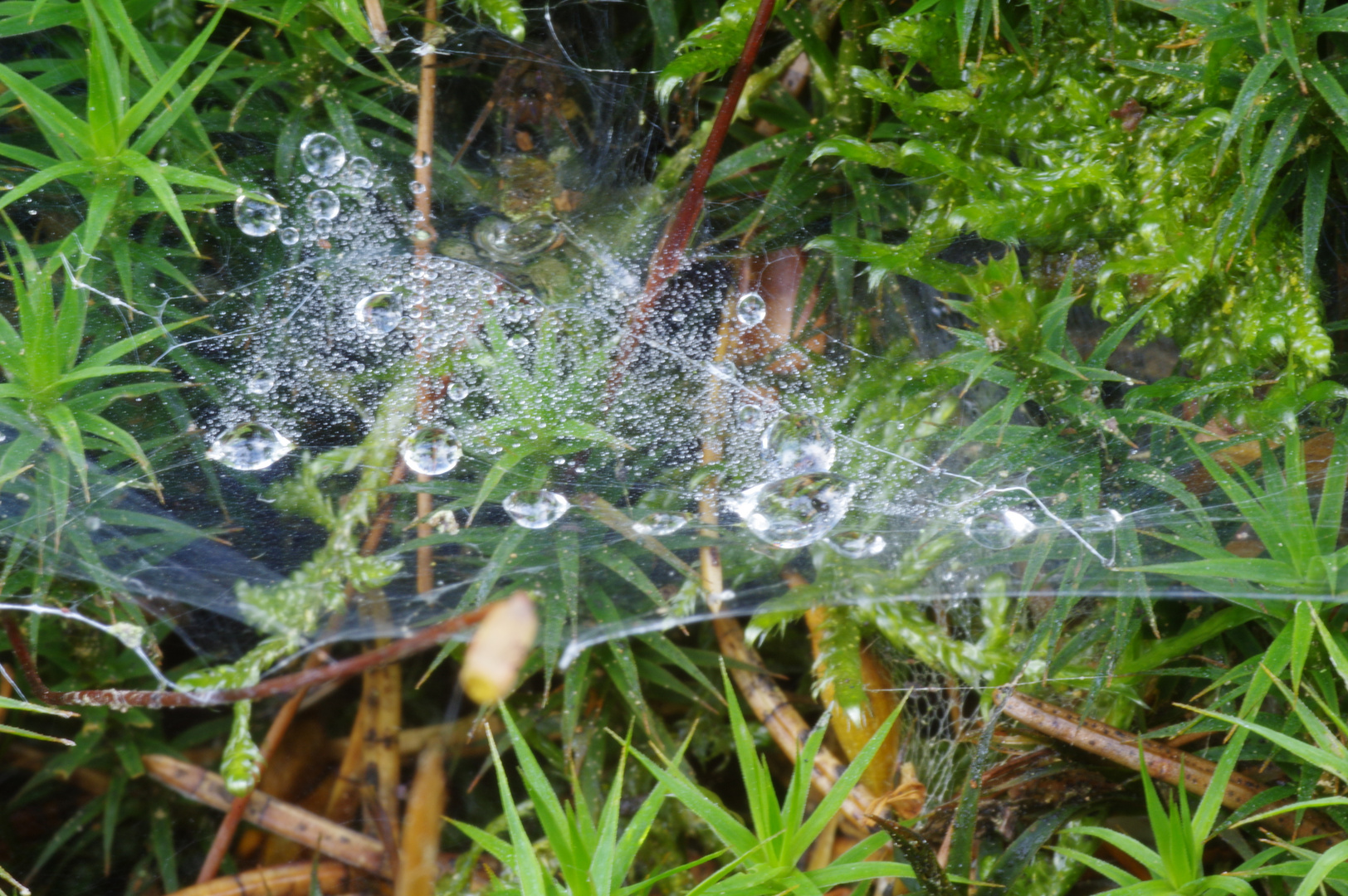 Spinnennetz mit Tropfen