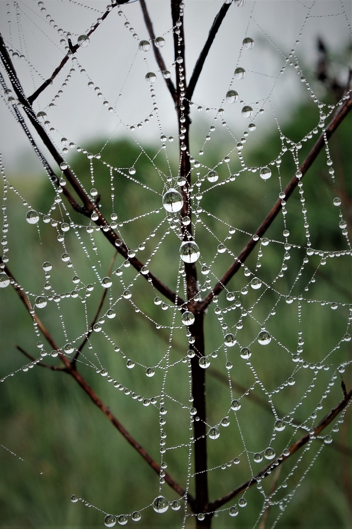 Spinnennetz mit Wasserperlen