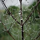 Spinnennetz mit Wasserperlen