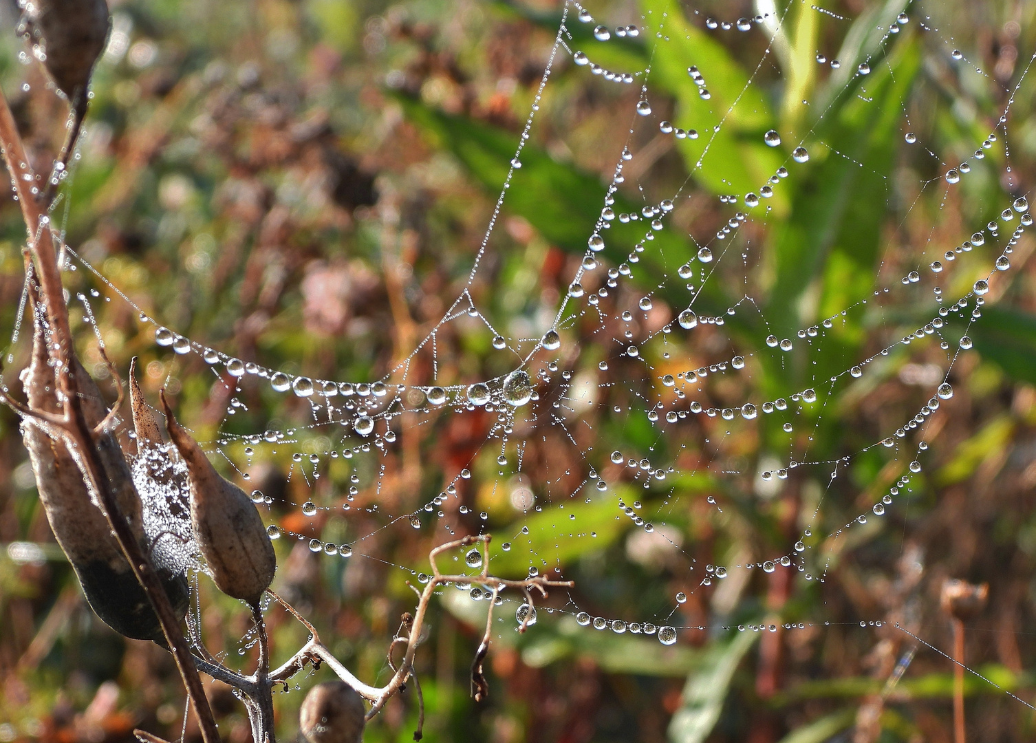 Spinnennetz mit Wassertropfen