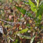 Spinnennetz mit Wassertropfen