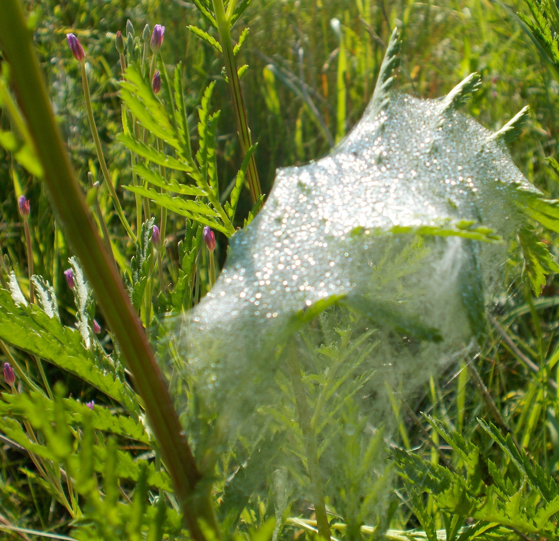 Spinnennetz mit Wassertropfen