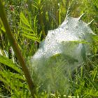 Spinnennetz mit Wassertropfen