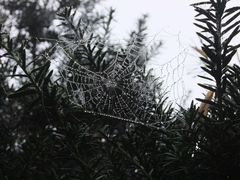 Spinnennetz - mit Windboen