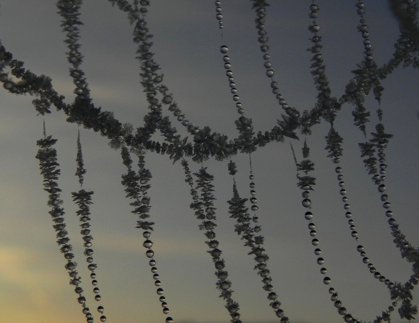 Spinnennetz nach frostiger Nacht