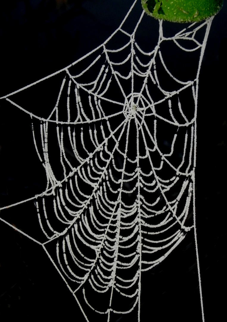 Spinnennetz nach frostiger Nacht