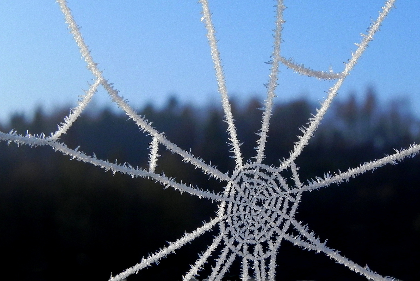 Spinnennetz nach frostiger Nacht