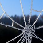 Spinnennetz nach frostiger Nacht