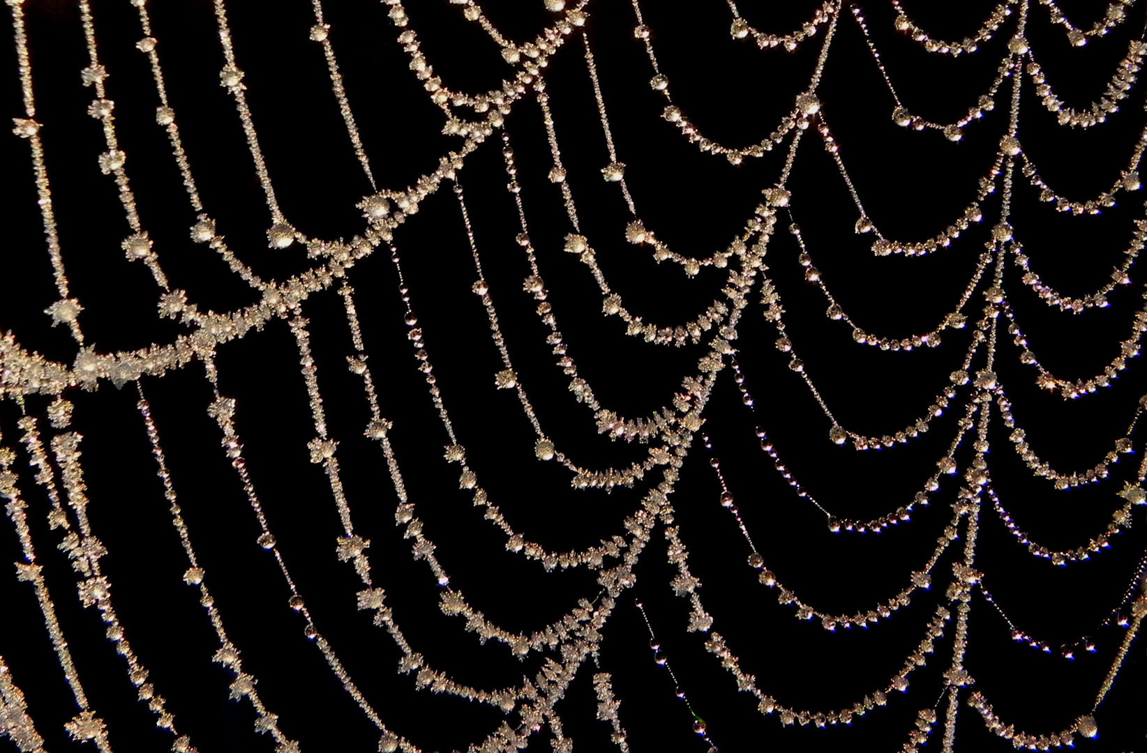 Spinnennetz nach frostiger Nacht