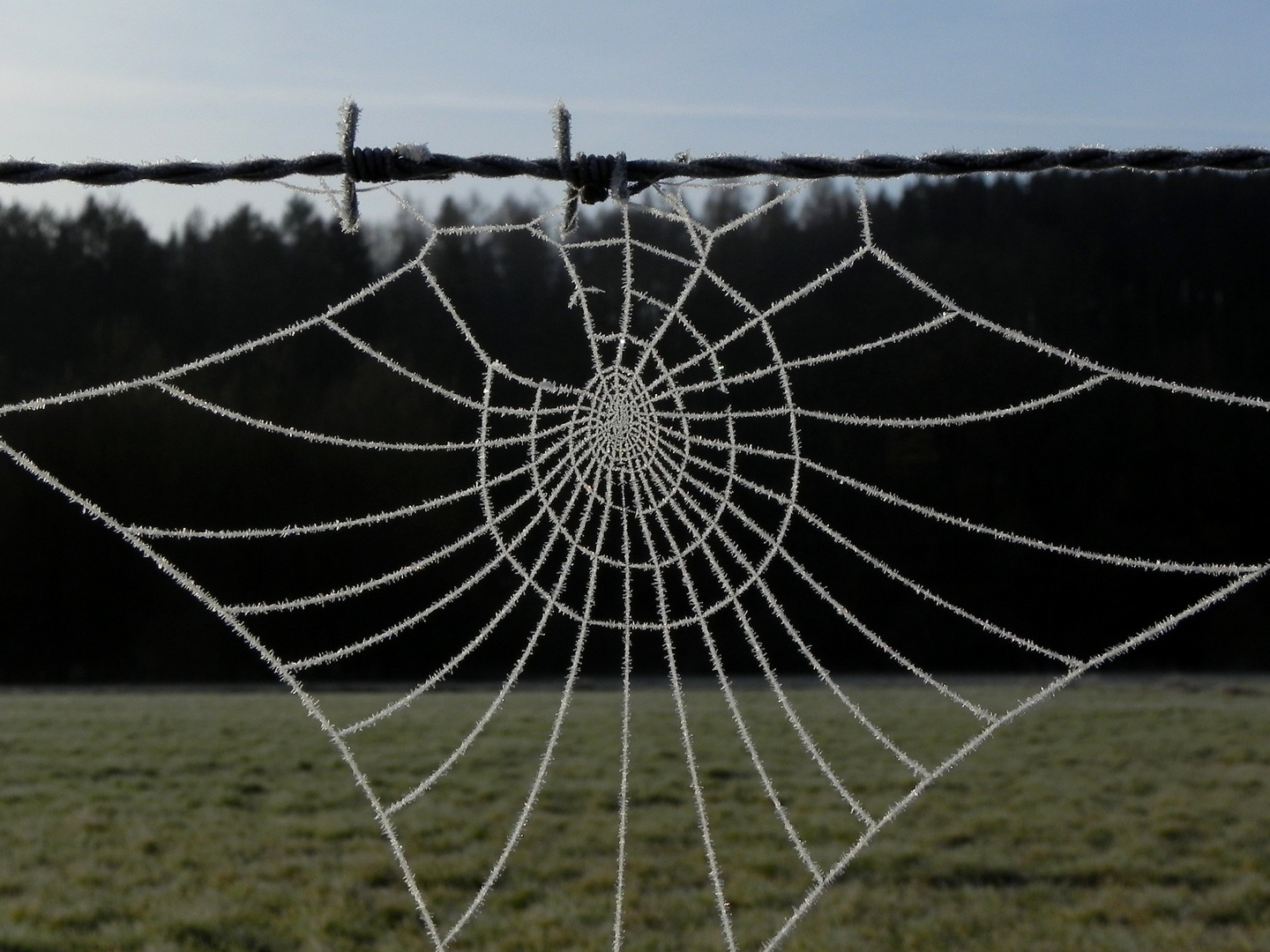 Spinnennetz nach kalter Nacht