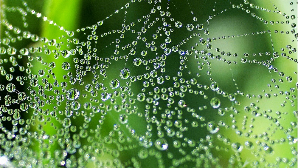 Spinnennetz nach Regen