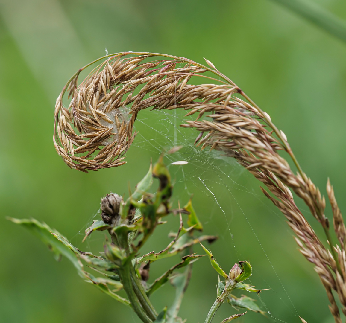 Spinnennetz oder Nest