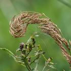 Spinnennetz oder Nest