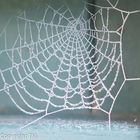 Spinnennetz Rauhreif