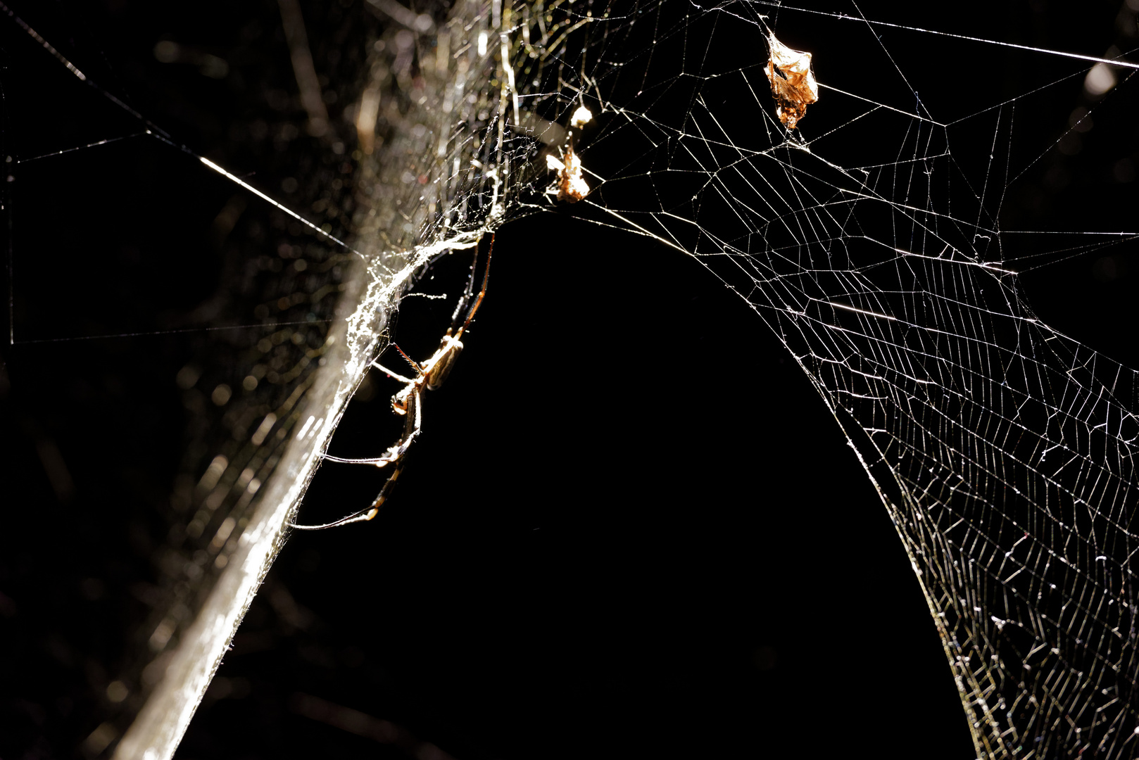 Spinnennetz-Skulptur von Tomás Saraceno (1)