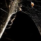 Spinnennetz-Skulptur von Tomás Saraceno (1)