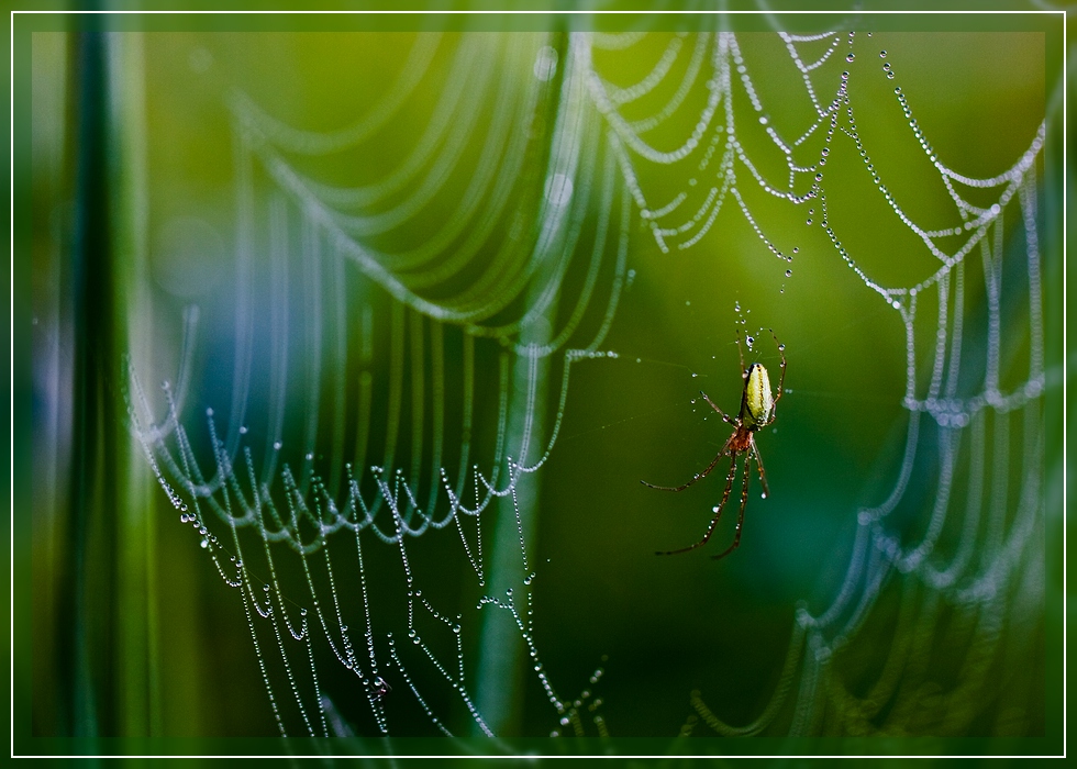 Spinnennetz / Spider's web