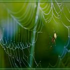 Spinnennetz / Spider's web