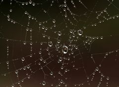 Spinnennetz / Tau