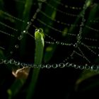 Spinnennetz-Tröpfchen