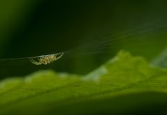 Spinnennetz über ein Haselnussblatt gesponnen