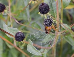 Spinnennetz und die Spinne versteckt sich...-5012