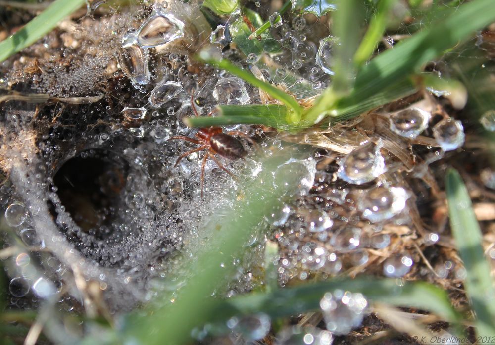 Spinnennetz und Eingang zur Höhle