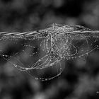 Spinnennetz und Haare am Stacheldraht