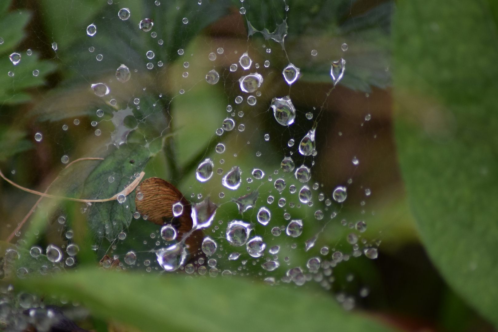 Spinnennetz und Morgenregen