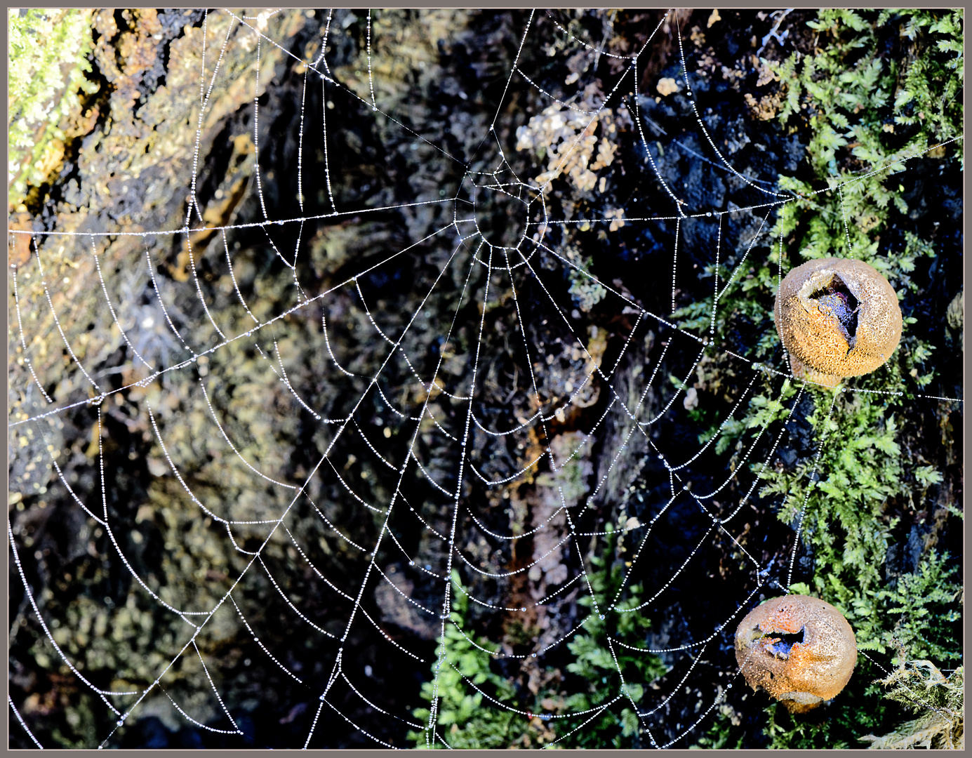 Spinnennetz und zwei Stäublinge