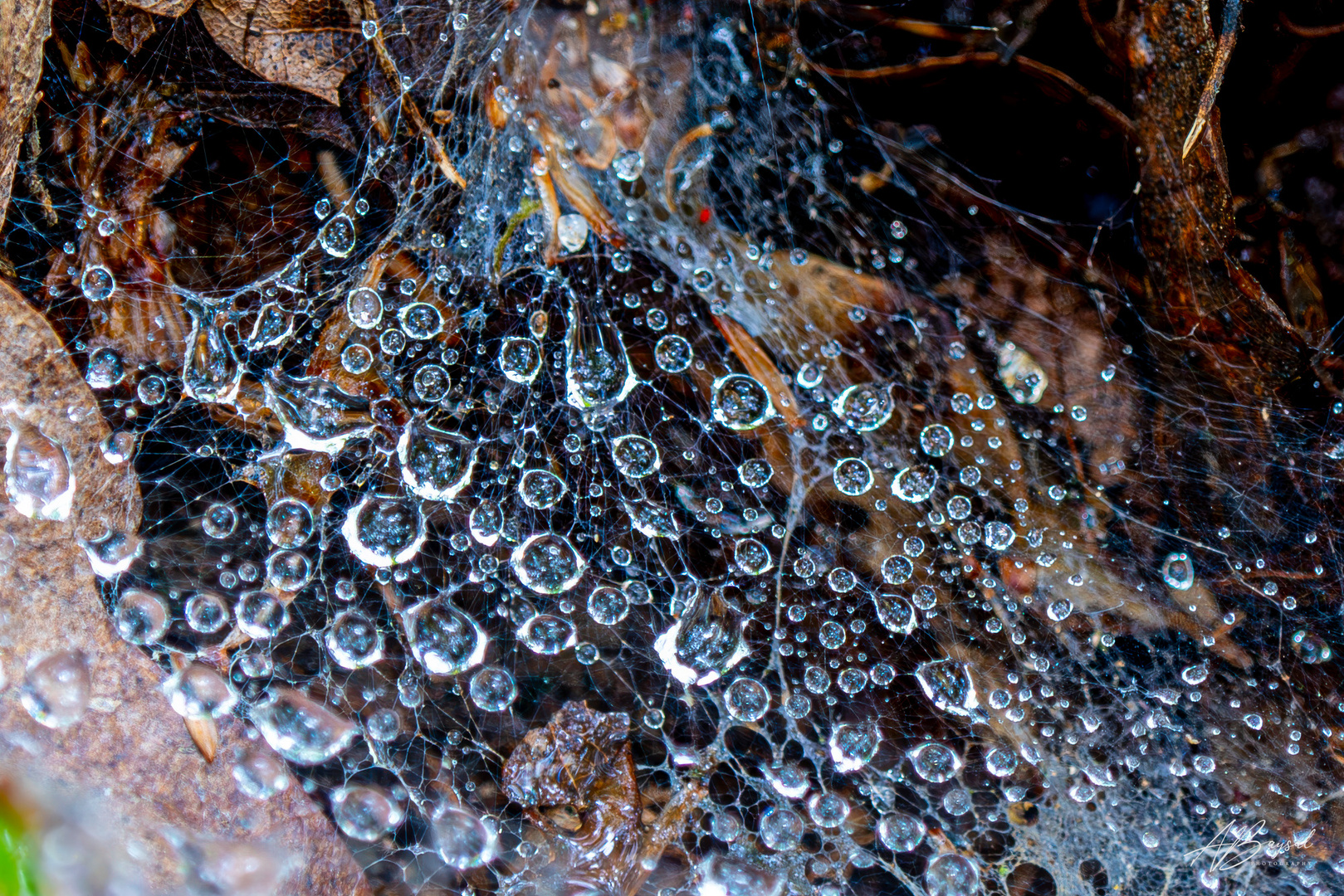 Spinnennetz unter Wasser - Farbe